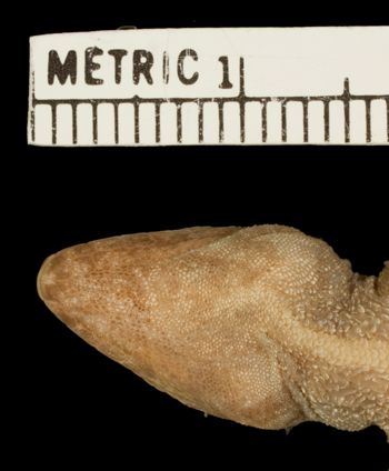 Media type: image;   Herpetology R-132391